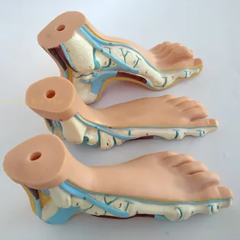 Medicinos Anatomija Žmogaus Pėdos, Normalios Pėdos Plokščios ir Išgaubtas Pėdos Anatomijos Modelis Žmogaus Sketelon Modelis Vienodo aukščio Arkos Kojų 3pcs/set