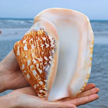 Naujos Budos Ausies Jūros Sraigė Gamtos Super Didelis Myli Shell Ausies Sraigė Amatų Namų Puošybai Sultingas Gėlių Vazonas Papuošalai Amatai