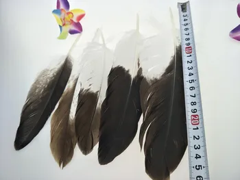 Naujų didmeninių 20pcs retų gamtos golden eagle plunksnos 2-11inch /5-27cm Papuošalai, aksesuarai etapo rezultatus apdaila 