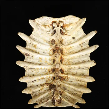 Pavyzdys linijai vėžlys Karalius Skeletas shell