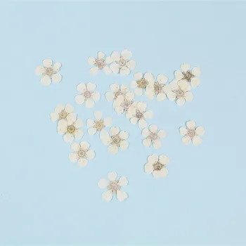 Dažyti Mažas Narcizai Pearl Slyvų Džiovintų Gėlių Paspaudus Gėlių Nekilnojamojo Gėlių Manikiūro 