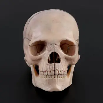 15vnt/set 4D Išardyta Kaukolės Anatomijos Modelis, Nuimamas Medicinos Mokymo Priemonė Helovinas Kavos Barai Ornamentu