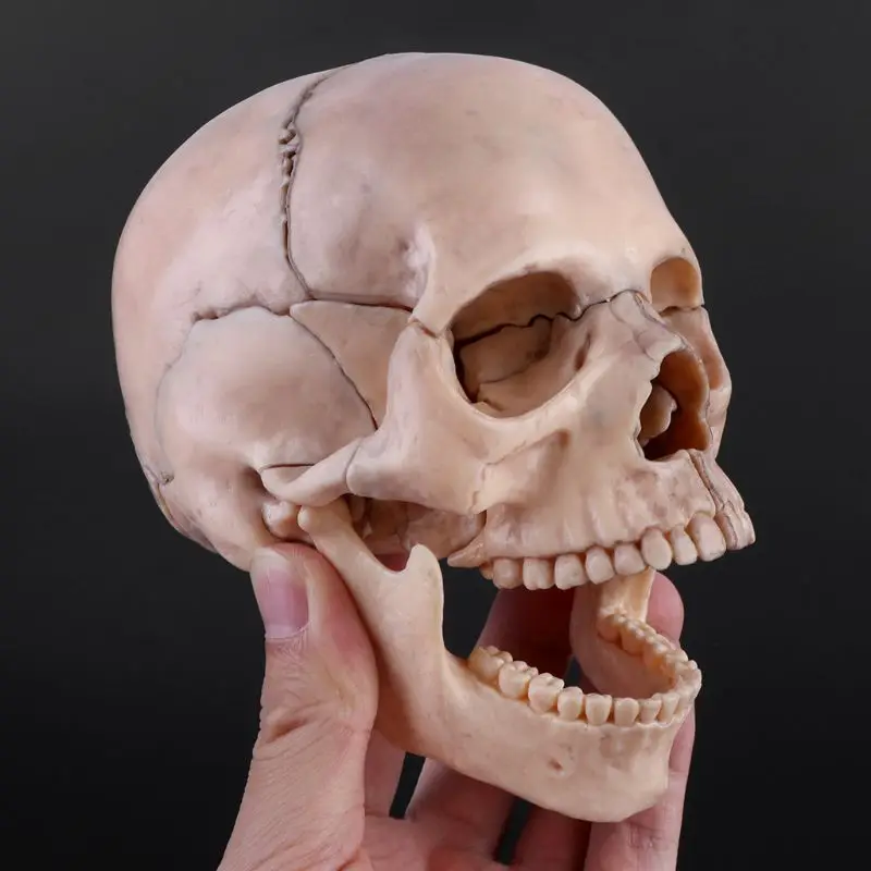 15vnt/set 4D Išardyta Kaukolės Anatomijos Modelis, Nuimamas Medicinos Mokymo Priemonė Helovinas Kavos Barai Ornamentu