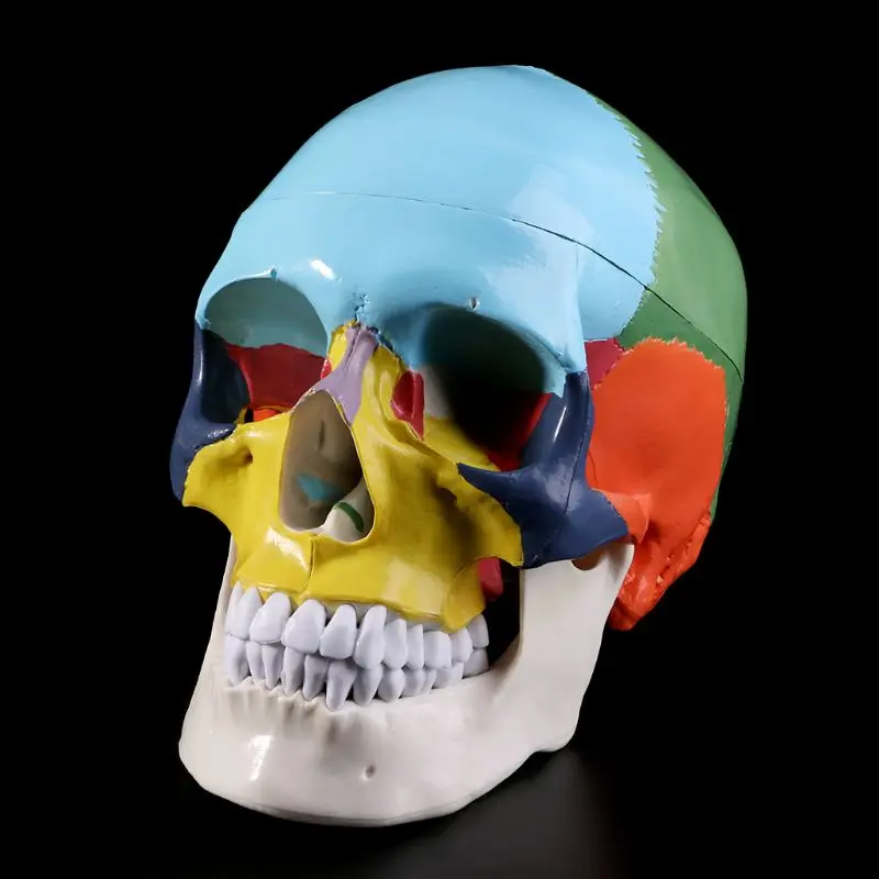 Gyvenimo Dydis Spalvinga Žmogaus Kaukolės Modelis Anatomijos Anatomija Medicinos Mokymo Skeletas Galvos Helovinas Juostos Ornamentas Studijuoja Prekes