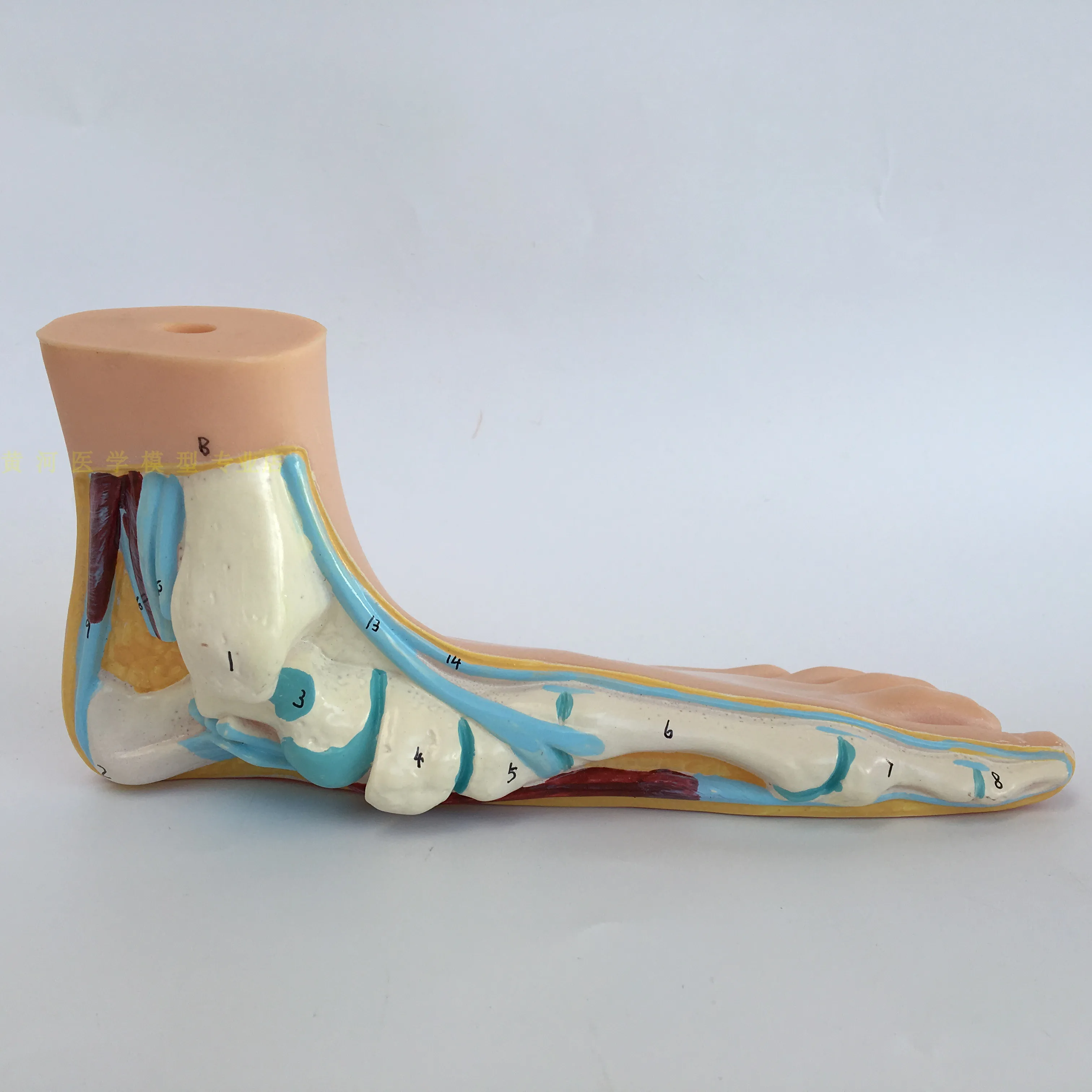 Medicinos Anatomija Žmogaus Pėdos, Normalios Pėdos Plokščios ir Išgaubtas Pėdos Anatomijos Modelis Žmogaus Sketelon Modelis Vienodo aukščio Arkos Kojų 3pcs/set