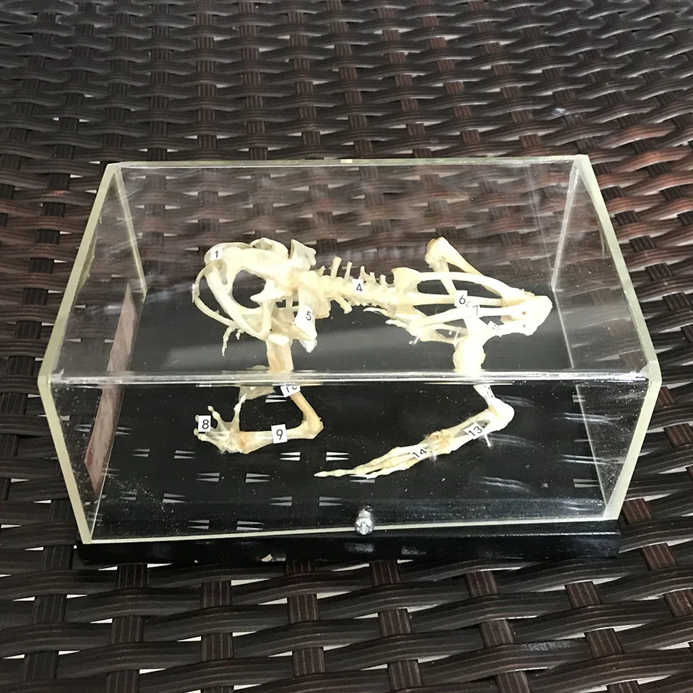 Taxidermy rupūžė/Varlė nekilnojamojo kaulai, skeletas kaukolės mokslo meno pavyzdys